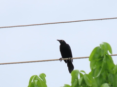 Quiscalus lugubris