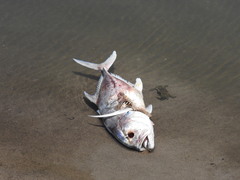 Caranx caninus