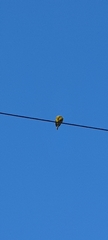 Thraupis palmarum