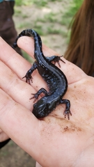 Ambystoma 'unisexual complex'