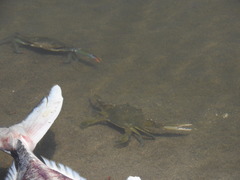 Callinectes bellicosus