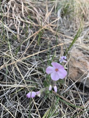 Phlox alyssifolia