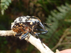 Rhynchodes ursus