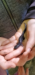 Ambystoma 'unisexual complex'