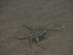 Callinectes bellicosus