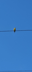 Thraupis palmarum