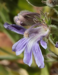 Scaevola browniana