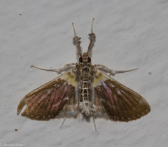 Apilocrocis novateutonialis