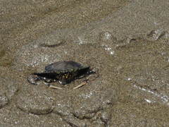 Callinectes bellicosus