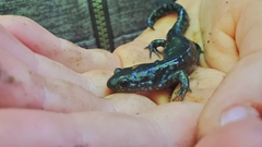 Ambystoma 'unisexual complex'