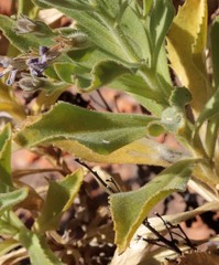Scaevola browniana