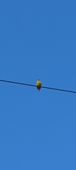 Thraupis palmarum