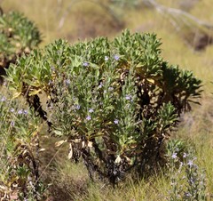 Scaevola browniana
