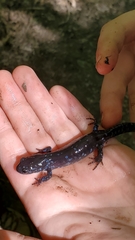 Ambystoma 'unisexual complex'