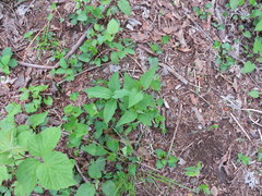 Asclepias quadrifolia