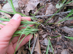 Carex virescens