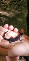Ambystoma 'unisexual complex'