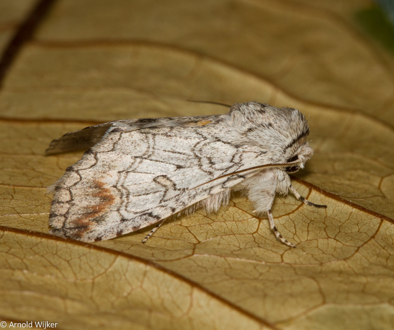 Bifargia