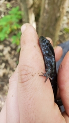 Ambystoma 'unisexual complex'