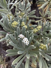 Tournefortia gnaphalodes