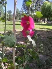 Alcea rosea