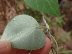 Cyclea barbata
