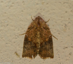 Gonodes obliqua