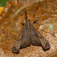 Palthis angustipennis