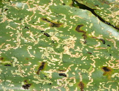 Galerucella nymphaeae