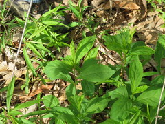 Solidago flaccidifolia