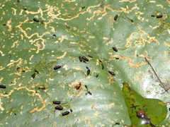 Galerucella nymphaeae