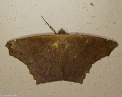 Paragonia cruraria
