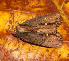 Dypterygia ordinarius