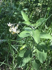 Solanum bulbocastanum