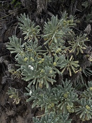 Tournefortia gnaphalodes