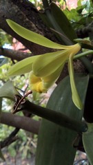 Vanilla planifolia