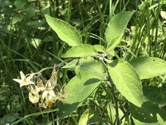Solanum bulbocastanum