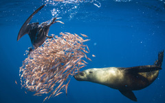 Macroramphosus