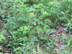 Thaspium barbinode