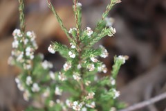 Leucopogon glacialis