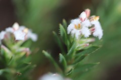 Leucopogon glacialis