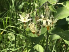 Solanum bulbocastanum