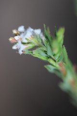 Leucopogon glacialis