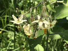 Solanum bulbocastanum