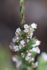 Leucopogon glacialis
