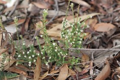 Leucopogon glacialis