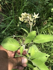 Solanum bulbocastanum