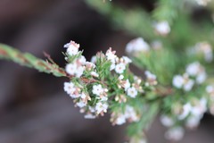 Leucopogon glacialis
