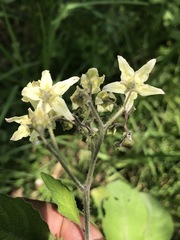 Solanum bulbocastanum