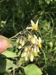 Solanum bulbocastanum